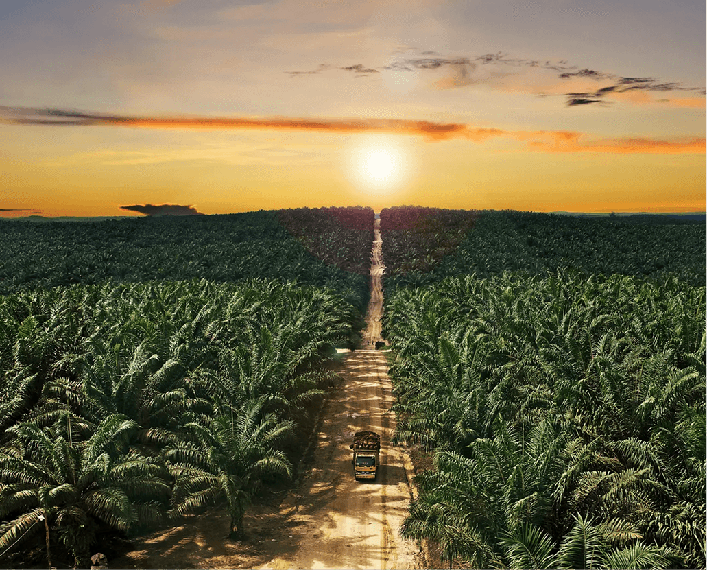 Oil palm plantation in East Kalimantan at sunset